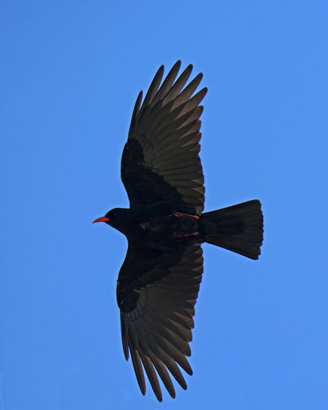 Gracchio corallino, Pyrrhocorax pyrrhocorax